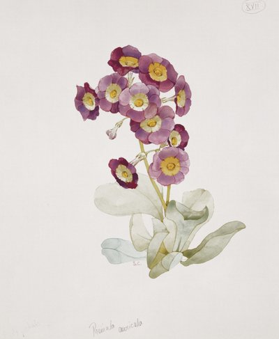 Primula Auricula (Primrose) by Sarah Creswell